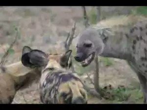 Video: TOP 10 WILD DOGS VS HYENAS || Wild Dogs Attack Hyenas || Hyenas Attack Wild Dogs 1